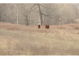 Property photo 49 - IMPORTANT LAND AUCTION - 292+/- ACRES OFFERED IN 8 TRACTS - LAWRENCE COUNTY - BEDFORD IN