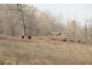 Property photo 50 - IMPORTANT LAND AUCTION - 292+/- ACRES OFFERED IN 8 TRACTS - LAWRENCE COUNTY - BEDFORD IN