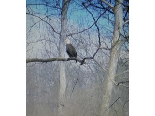 Historical Photo - IMPORTANT LAND AUCTION - 292+/- ACRES OFFERED IN 8 TRACTS - LAWRENCE COUNTY - BEDFORD IN