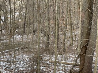 Property photo 48 - REAL ESTATE AUCTION 84.5+/- ACRES OFFERED IN 6 TRACTS OR IN COMBINATION IN DEKALB COUNTY, IN