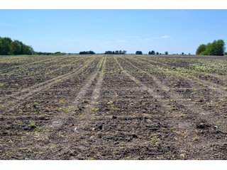 Property photo 18 - LAND AUCTION - 90+/- ACRES IN 1 TRACT IN NEWTON COUNTY, INDIANA