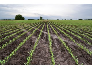 Property photo 20 - LAND AUCTION - 90+/- ACRES IN 1 TRACT IN NEWTON COUNTY, INDIANA
