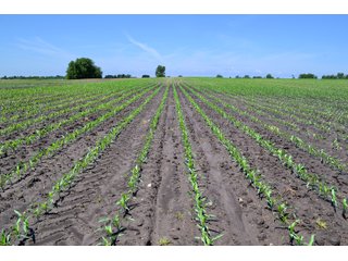 Property photo 21 - LAND AUCTION - 90+/- ACRES IN 1 TRACT IN NEWTON COUNTY, INDIANA