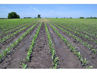 Property photo 22 - LAND AUCTION - 90+/- ACRES IN 1 TRACT IN NEWTON COUNTY, INDIANA