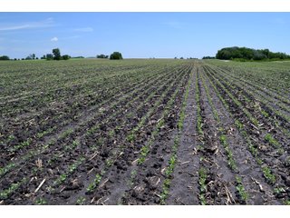Property photo 24 - LAND AUCTION - 90+/- ACRES IN 1 TRACT IN NEWTON COUNTY, INDIANA