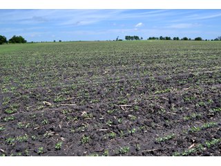 Property photo 25 - LAND AUCTION - 90+/- ACRES IN 1 TRACT IN NEWTON COUNTY, INDIANA