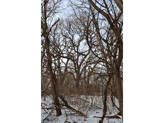 Property photo 9 - LAND AUCTION 43.2 +/- ACRES OFFERED IN 2 TRACTS OR COMBINATION IN MCHENRY COUNTY, IL