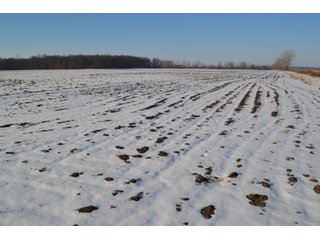 Property photo 19 - LAND AUCTION 275+/- ACRES OFFERED IN 6 TRACTS OR IN COMBINATIONS IN JASPER COUNTY, IN TUESDAY MARCH, 22 AT 6 PM EASTERN (5PM CENTRAL)