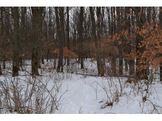 Property photo 41 - LAND AUCTION 275+/- ACRES OFFERED IN 6 TRACTS OR IN COMBINATIONS IN JASPER COUNTY, IN TUESDAY MARCH, 22 AT 6 PM EASTERN (5PM CENTRAL)