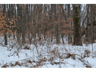 Property photo 42 - LAND AUCTION 275+/- ACRES OFFERED IN 6 TRACTS OR IN COMBINATIONS IN JASPER COUNTY, IN TUESDAY MARCH, 22 AT 6 PM EASTERN (5PM CENTRAL)