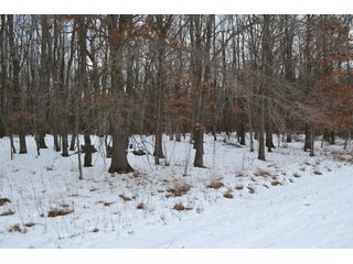 Property photo 44 - LAND AUCTION 275+/- ACRES OFFERED IN 6 TRACTS OR IN COMBINATIONS IN JASPER COUNTY, IN TUESDAY MARCH, 22 AT 6 PM EASTERN (5PM CENTRAL)