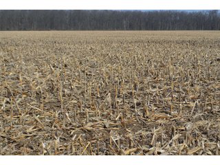 Property photo 98 - MAJOR OHIO LAND AUCTION 710+/- ACRES OFFERED IN 11 TRACTS OR IN COMBINATIONS IN DEFIANCE AND PAULDING COUNTIES, OH