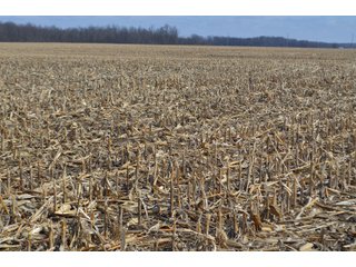 Property photo 99 - MAJOR OHIO LAND AUCTION 710+/- ACRES OFFERED IN 11 TRACTS OR IN COMBINATIONS IN DEFIANCE AND PAULDING COUNTIES, OH