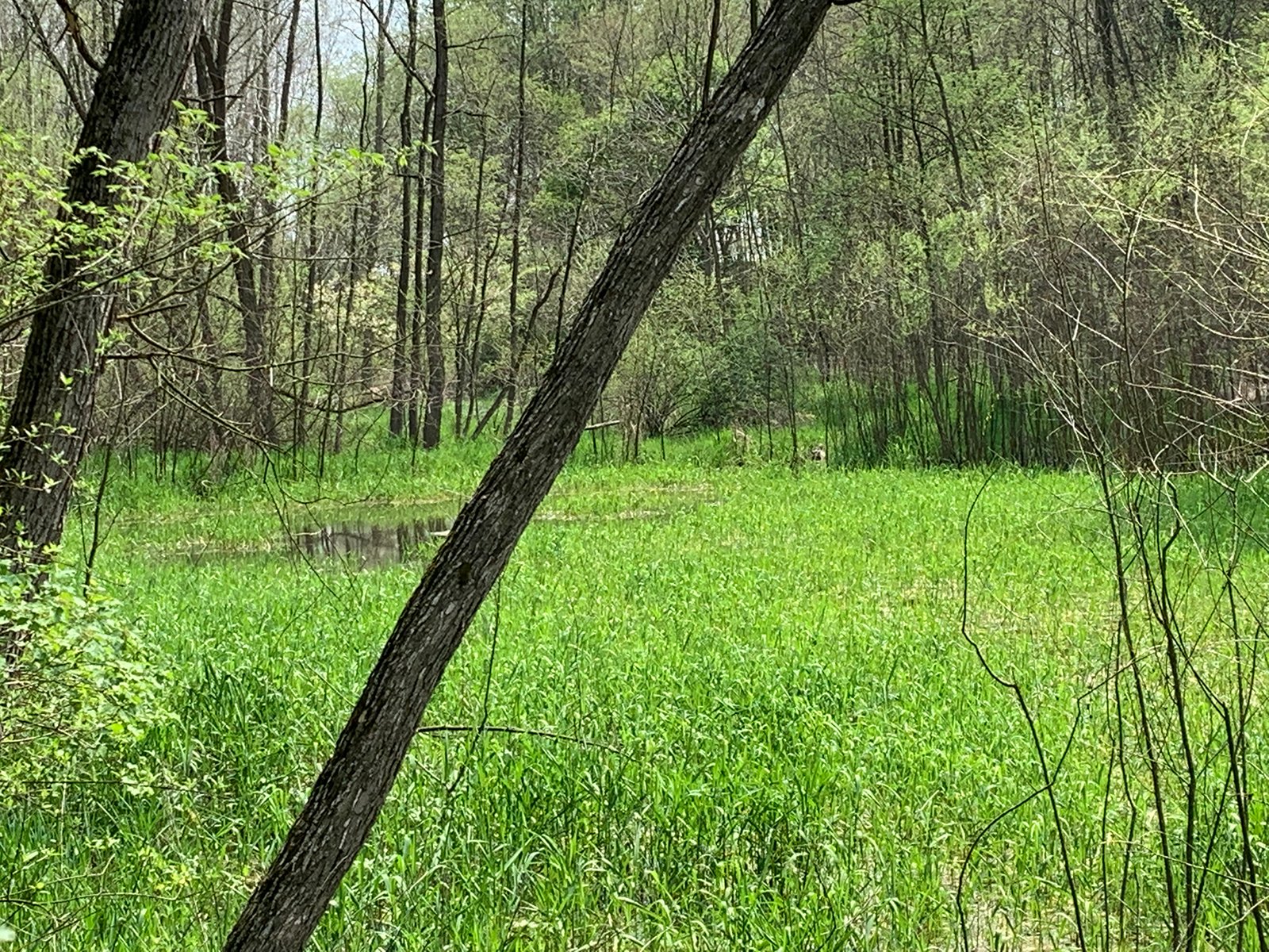 Property photo 44 - REAL ESTATE AUCTION 88.5+/- ACRES OFFERED IN 1 TRACT IN MIAMI COUNTY, IN