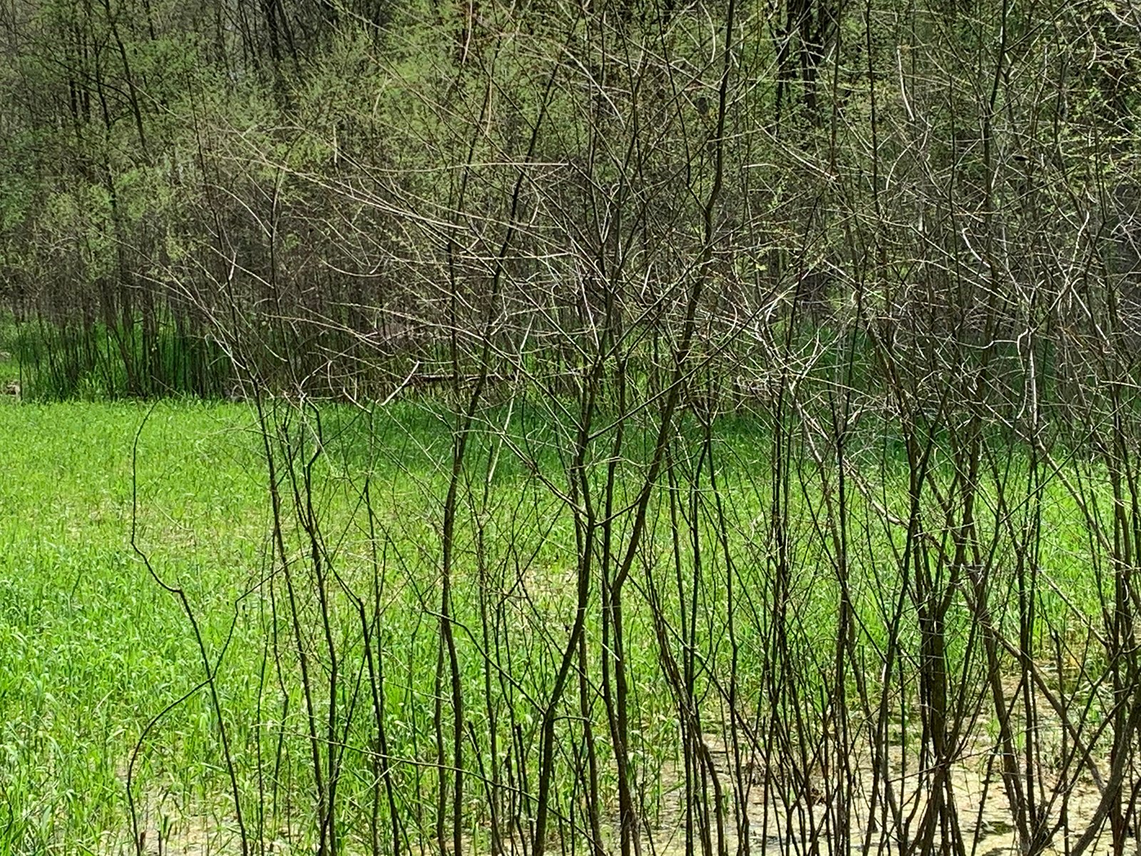 Property photo 45 - REAL ESTATE AUCTION 88.5+/- ACRES OFFERED IN 1 TRACT IN MIAMI COUNTY, IN