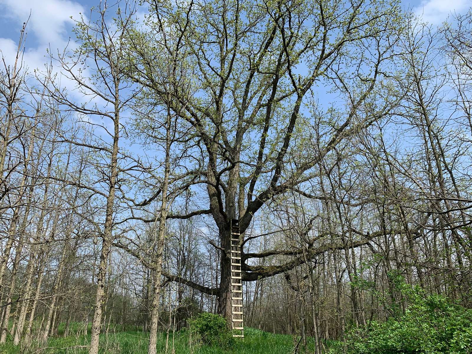 Property photo 18 - REAL ESTATE AUCTION 88.5+/- ACRES OFFERED IN 1 TRACT IN MIAMI COUNTY, IN