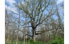 Property photo 18 - REAL ESTATE AUCTION 88.5+/- ACRES OFFERED IN 1 TRACT IN MIAMI COUNTY, IN