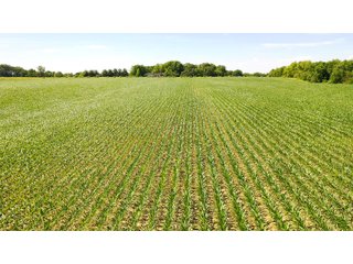 Property photo 10 - FARMLAND AUCTION 211+/- ACRES OFFERED IN 2 TRACTS OR AS A WHOLE IN HENRY COUNTY, IL
