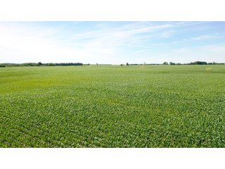 Property photo 5 - FARMLAND AUCTION 211+/- ACRES OFFERED IN 2 TRACTS OR AS A WHOLE IN HENRY COUNTY, IL