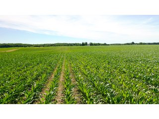 Property photo 2 - FARMLAND AUCTION 211+/- ACRES OFFERED IN 2 TRACTS OR AS A WHOLE IN HENRY COUNTY, IL