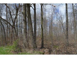 Property photo 45 - EAST ALLEN FARMLAND AUCTION - 54+/- ACRES OFFERED IN 4 TRACTS OR COMBINATIONS IN ALLEN COUNTY, IN