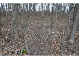 Property photo 37 - EAST ALLEN FARMLAND AUCTION - 54+/- ACRES OFFERED IN 4 TRACTS OR COMBINATIONS IN ALLEN COUNTY, IN