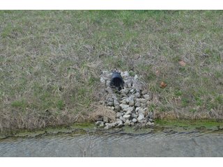 Property photo 70 - EAST ALLEN FARMLAND AUCTION - 54+/- ACRES OFFERED IN 4 TRACTS OR COMBINATIONS IN ALLEN COUNTY, IN