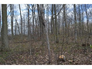 Property photo 59 - EAST ALLEN FARMLAND AUCTION - 54+/- ACRES OFFERED IN 4 TRACTS OR COMBINATIONS IN ALLEN COUNTY, IN
