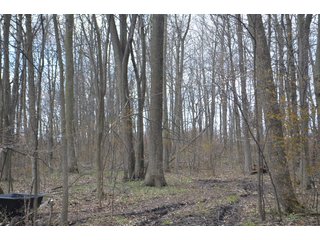 Property photo 47 - EAST ALLEN FARMLAND AUCTION - 54+/- ACRES OFFERED IN 4 TRACTS OR COMBINATIONS IN ALLEN COUNTY, IN
