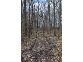 Property photo 48 - EAST ALLEN FARMLAND AUCTION - 54+/- ACRES OFFERED IN 4 TRACTS OR COMBINATIONS IN ALLEN COUNTY, IN