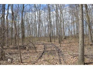 Property photo 50 - EAST ALLEN FARMLAND AUCTION - 54+/- ACRES OFFERED IN 4 TRACTS OR COMBINATIONS IN ALLEN COUNTY, IN