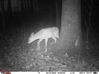 Property photo 8 - LAND AUCTION 85+/- ACRES OFFERED IN 7 TRACTS OR IN COMBINATIONS IN NOBLE COUNTY, IN