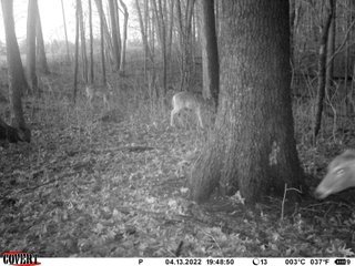 Property photo 26 - LAND AUCTION 85+/- ACRES OFFERED IN 7 TRACTS OR IN COMBINATIONS IN NOBLE COUNTY, IN