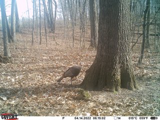 Property photo 24 - LAND AUCTION 85+/- ACRES OFFERED IN 7 TRACTS OR IN COMBINATIONS IN NOBLE COUNTY, IN