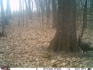 Property photo 23 - LAND AUCTION 85+/- ACRES OFFERED IN 7 TRACTS OR IN COMBINATIONS IN NOBLE COUNTY, IN