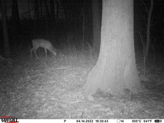 Property photo 22 - LAND AUCTION 85+/- ACRES OFFERED IN 7 TRACTS OR IN COMBINATIONS IN NOBLE COUNTY, IN