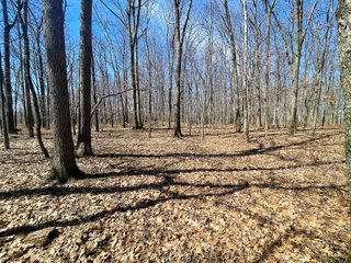 Property photo 13 - LAND AUCTION 85+/- ACRES OFFERED IN 7 TRACTS OR IN COMBINATIONS IN NOBLE COUNTY, IN