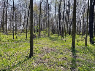 Property photo 26 - LAND AUCTION - 30+/- ACRES OFFERED IN 4 TRACTS OR IN COMBINATIONS IN NOBLE COUNTY, INDIANA