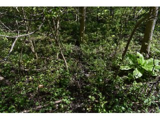 Property photo 76 - IMPORTANT LAND AUCTION 302+/- ACRES OFFERED IN 9 TRACTS OR COMBINATIONS IN WHITLEY AND KOSCIUSKO COUNTIES, IN