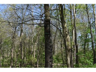 Property photo 77 - IMPORTANT LAND AUCTION 302+/- ACRES OFFERED IN 9 TRACTS OR COMBINATIONS IN WHITLEY AND KOSCIUSKO COUNTIES, IN