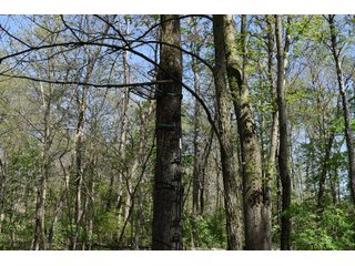Property photo 78 - IMPORTANT LAND AUCTION 302+/- ACRES OFFERED IN 9 TRACTS OR COMBINATIONS IN WHITLEY AND KOSCIUSKO COUNTIES, IN