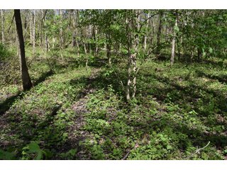 Property photo 80 - IMPORTANT LAND AUCTION 302+/- ACRES OFFERED IN 9 TRACTS OR COMBINATIONS IN WHITLEY AND KOSCIUSKO COUNTIES, IN