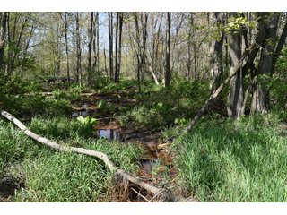 Property photo 83 - IMPORTANT LAND AUCTION 302+/- ACRES OFFERED IN 9 TRACTS OR COMBINATIONS IN WHITLEY AND KOSCIUSKO COUNTIES, IN