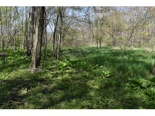 Property photo 86 - IMPORTANT LAND AUCTION 302+/- ACRES OFFERED IN 9 TRACTS OR COMBINATIONS IN WHITLEY AND KOSCIUSKO COUNTIES, IN