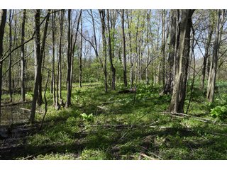 Property photo 87 - IMPORTANT LAND AUCTION 302+/- ACRES OFFERED IN 9 TRACTS OR COMBINATIONS IN WHITLEY AND KOSCIUSKO COUNTIES, IN