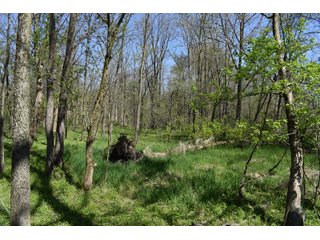 Property photo 89 - IMPORTANT LAND AUCTION 302+/- ACRES OFFERED IN 9 TRACTS OR COMBINATIONS IN WHITLEY AND KOSCIUSKO COUNTIES, IN