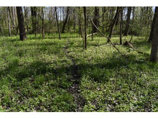 Property photo 90 - IMPORTANT LAND AUCTION 302+/- ACRES OFFERED IN 9 TRACTS OR COMBINATIONS IN WHITLEY AND KOSCIUSKO COUNTIES, IN