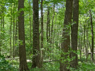 Property photo 109 - IMPORTANT LAND AUCTION 302+/- ACRES OFFERED IN 9 TRACTS OR COMBINATIONS IN WHITLEY AND KOSCIUSKO COUNTIES, IN