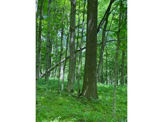Property photo 111 - IMPORTANT LAND AUCTION 302+/- ACRES OFFERED IN 9 TRACTS OR COMBINATIONS IN WHITLEY AND KOSCIUSKO COUNTIES, IN