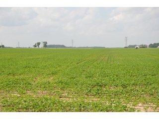 Property photo 94 - SPECTACULAR CROPLAND EASTERN INDIANA AUCTION 1,112 +/- ACRES OFFERED IN 13 TRACTS IN WAYNE AND UNION COUNTIES, INDIANA